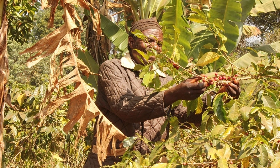 Mocca D'or Kameroen Kumbo – Onze exotische Koffie van de maand